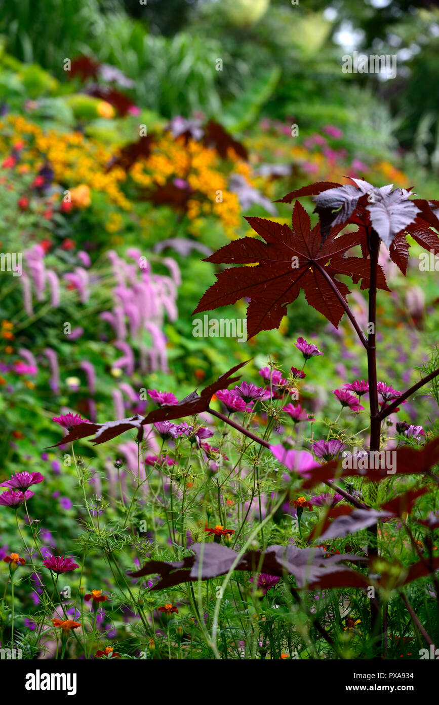 Ricinus communis, dunkle, Blätter, Laub, Rizinus, giftigen, giftigen, exotisch, Garten, RM Floral Stockfoto