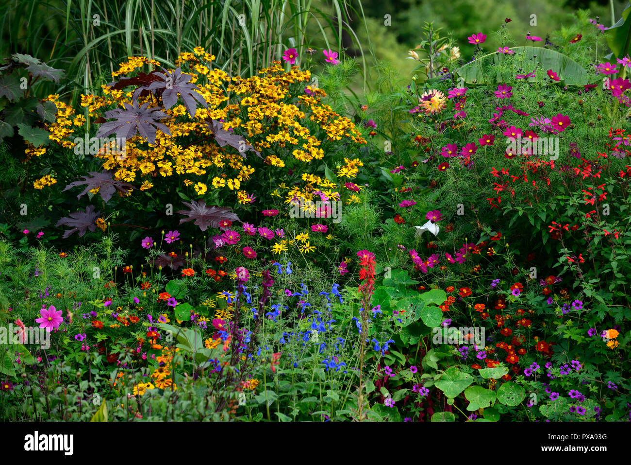 Ricinus communis, helenium, Cosmos, Salvia, Tagetes Patula, Mix, Gemischt, Sommerblumen, Stauden, Pflanzen, Regelung, exotisch, Garten, RM Floral Stockfoto