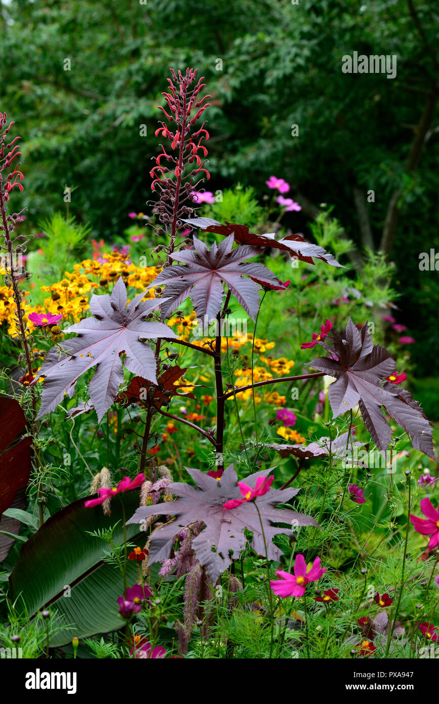 Ricinus communis, dunkle, Blätter, Laub, Rizinus, Lobelia tupa, giftigen, giftigen, exotisch, Garten, RM Floral Stockfoto