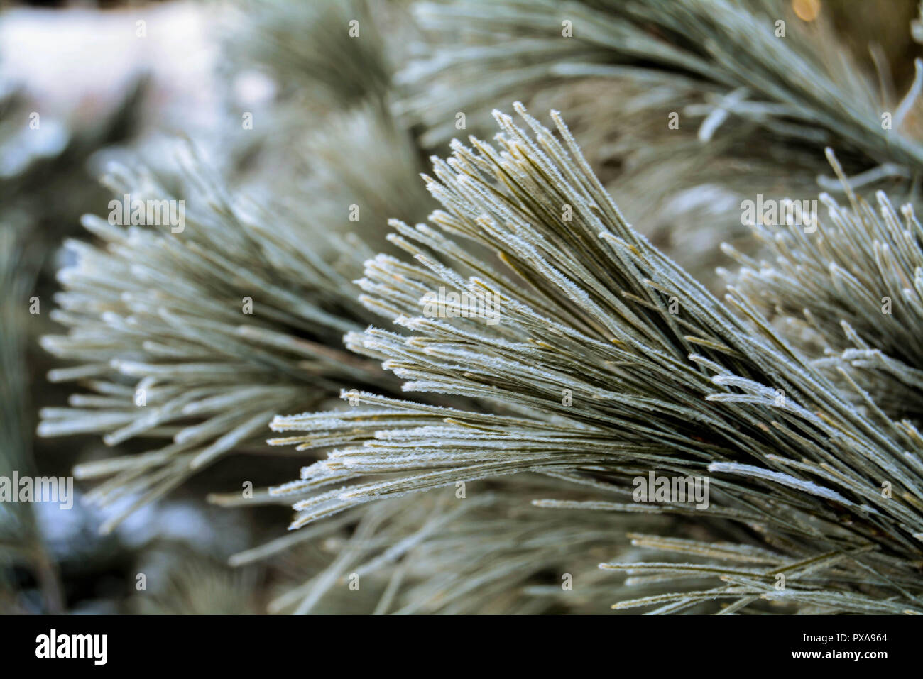 Frost am Kiefer Stockfoto