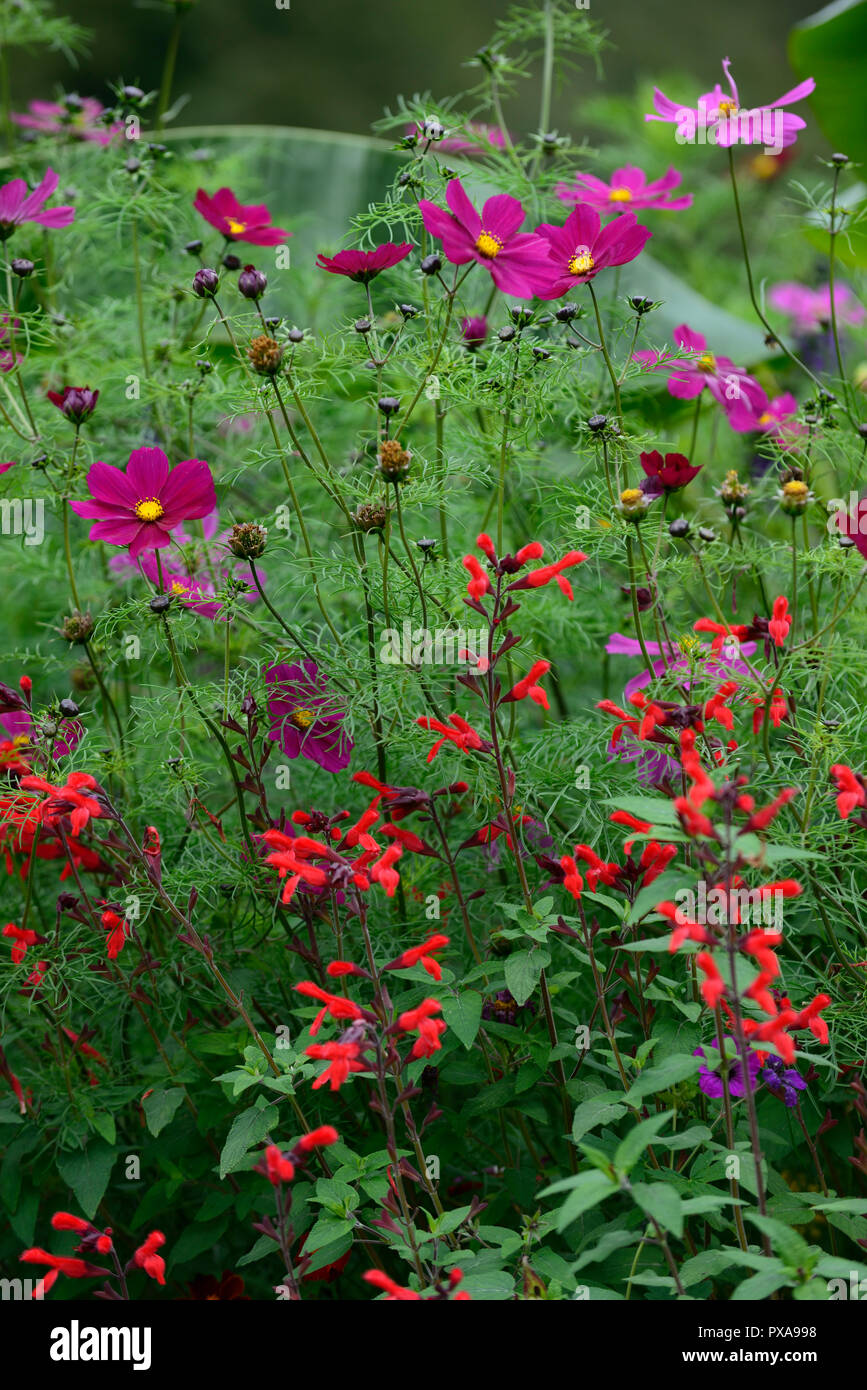 Roter salbei Fotos und Bildmaterial in hoher Auflösung Seite 2 Alamy