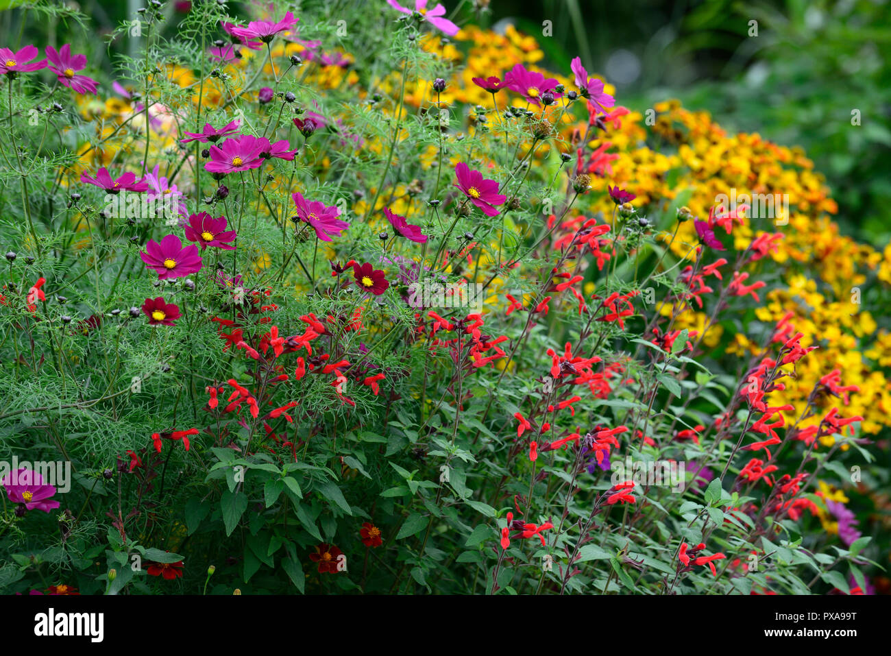 Salvia fulgens, Rot, Salbei, Weisen, Blume, Blumen, Blüten, zart