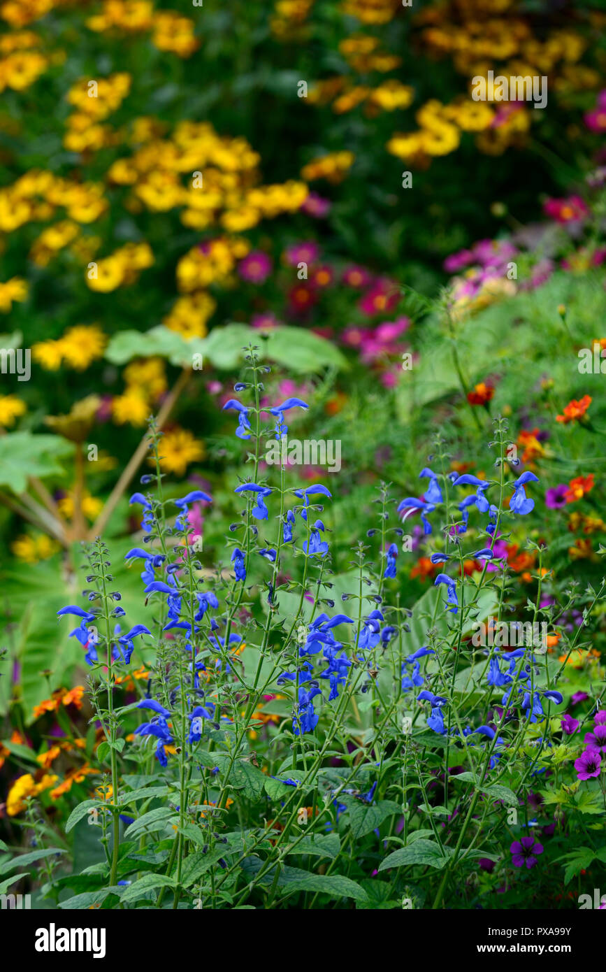 Blau zart Fotos und Bildmaterial in hoher Auflösung Alamy