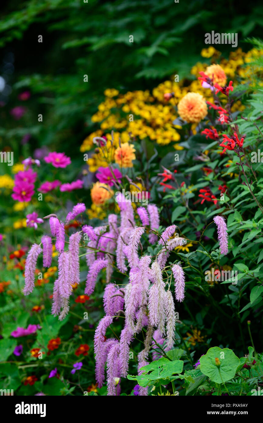 Sanguisorba hakusanensis Lila Eichhörnchen, Ricinus communis, helenium, Cosmos, Salvia, Tagetes Patula, Mix, Gemischt, Sommerblumen, Stauden, Pflanzen, Regelung, exotisch, gar Stockfoto
