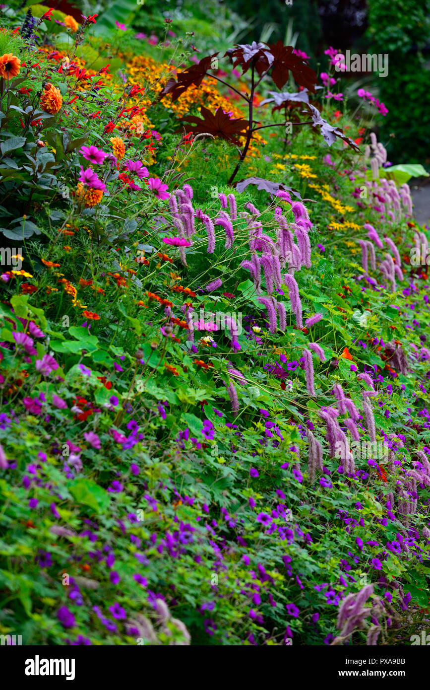 Sanguisorba hakusanensis Lila Eichhörnchen, Ricinus communis, helenium, Cosmos, Salvia, Tagetes Patula, Mix, Gemischt, Sommerblumen, Stauden, Pflanzen, Regelung, exotisch, gar Stockfoto