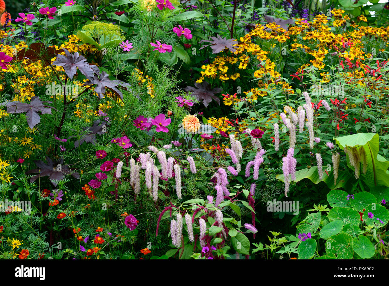 Sanguisorba hakusanensis Lila Eichhörnchen, Ricinus communis, helenium, Cosmos, Salvia, Tagetes Patula, Mix, Gemischt, Sommerblumen, Stauden, Pflanzen, Regelung, exotisch, gar Stockfoto
