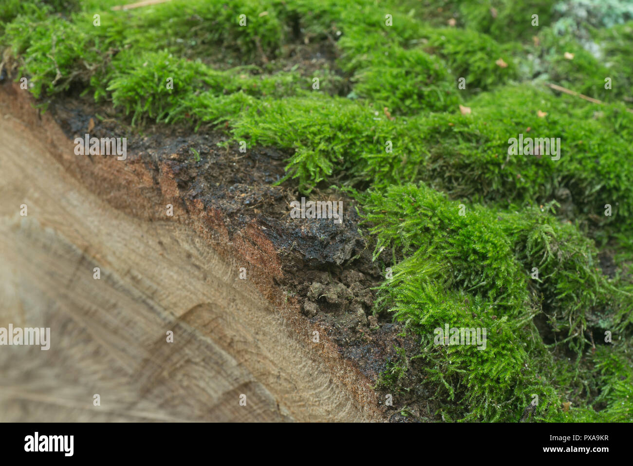 Moos auf geschnittenen Baum Makro anmelden Stockfoto