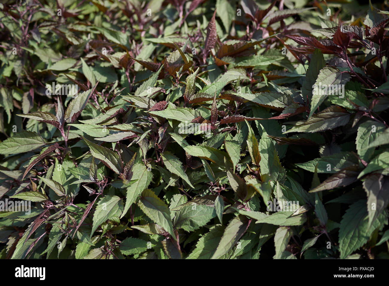 Ageratina altissima Lila Blätter Stockfoto