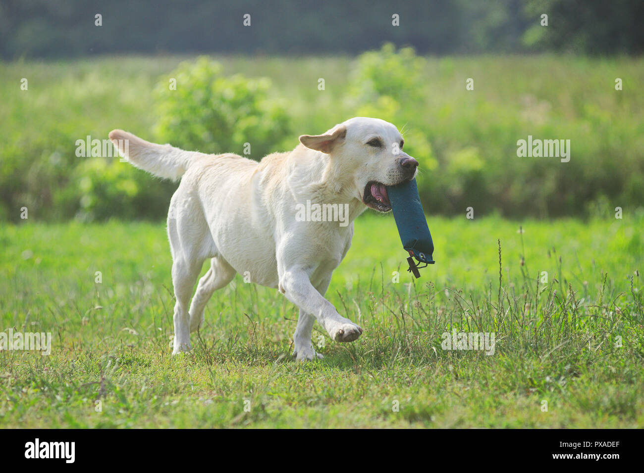 Labrador Batmoors' Black Isle Chandler ist ein dummy während der 2018 IWT in Italien statt. Der Hund hat die höchste Punktzahl während des Wettbewerbs. Stockfoto