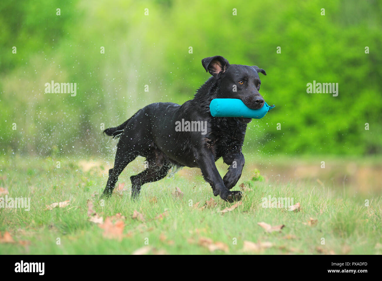 Athletischen schwarzen Labrador Retriever abrufen Dummy während eines Test Stockfoto