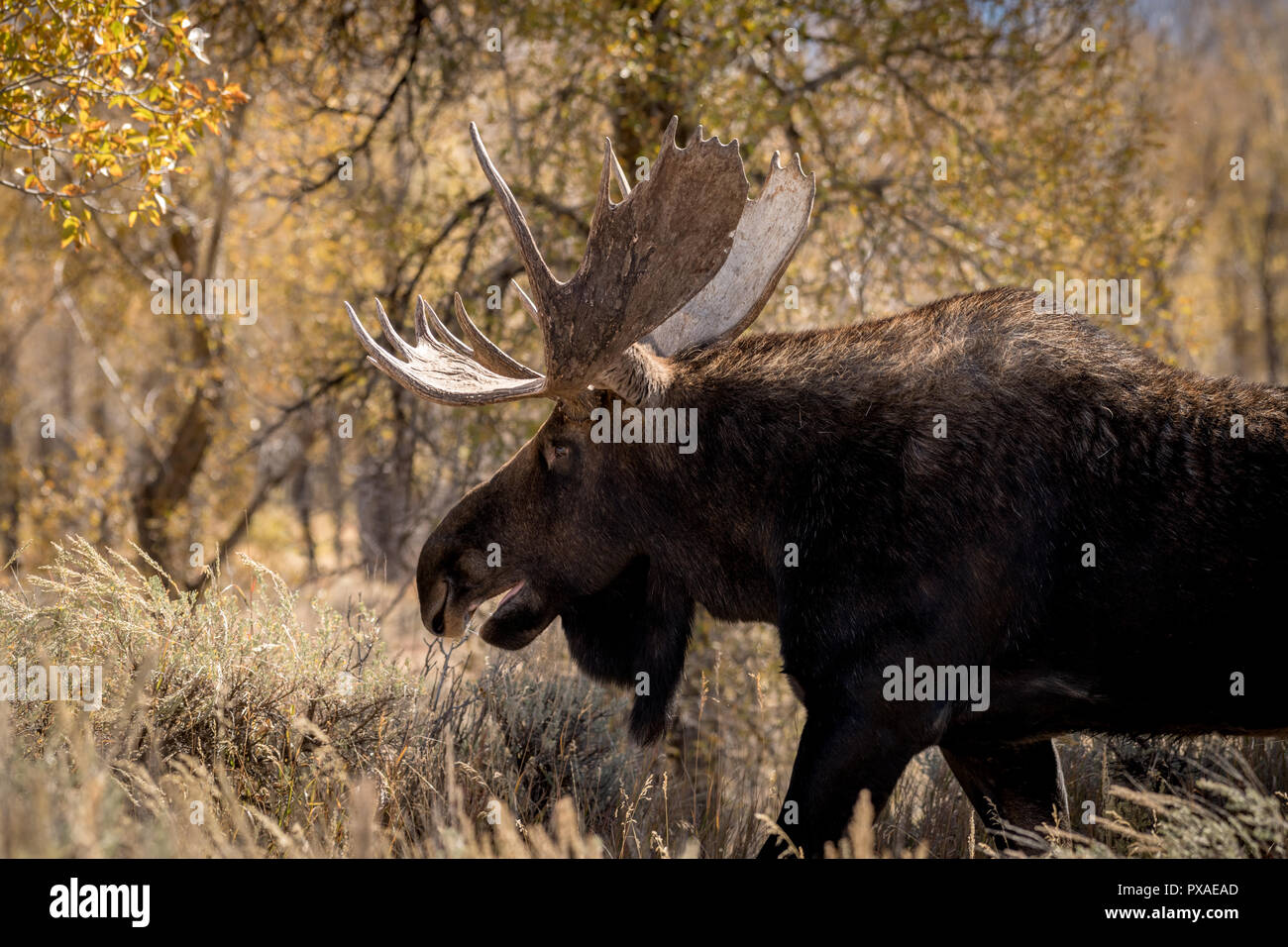Wilde Elche im Wald wandern mit seinen Mund öffnen Stockfoto