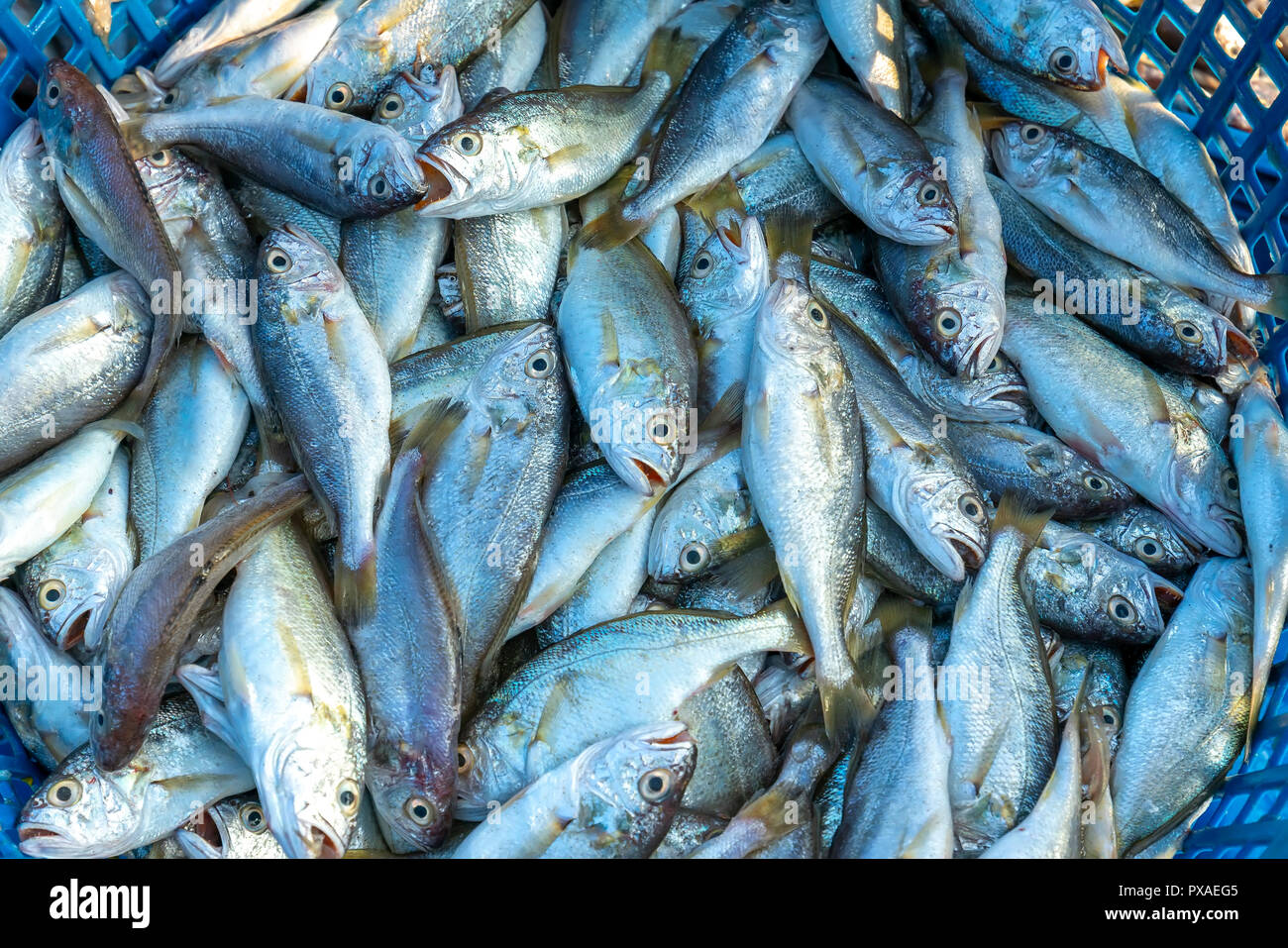 Frische weiße croaker nach dem Fang von Fischen auf dem Markt. Diese Fischarten leben im Wasser des Mittel- und Süd-östlich von Vietnam Stockfoto