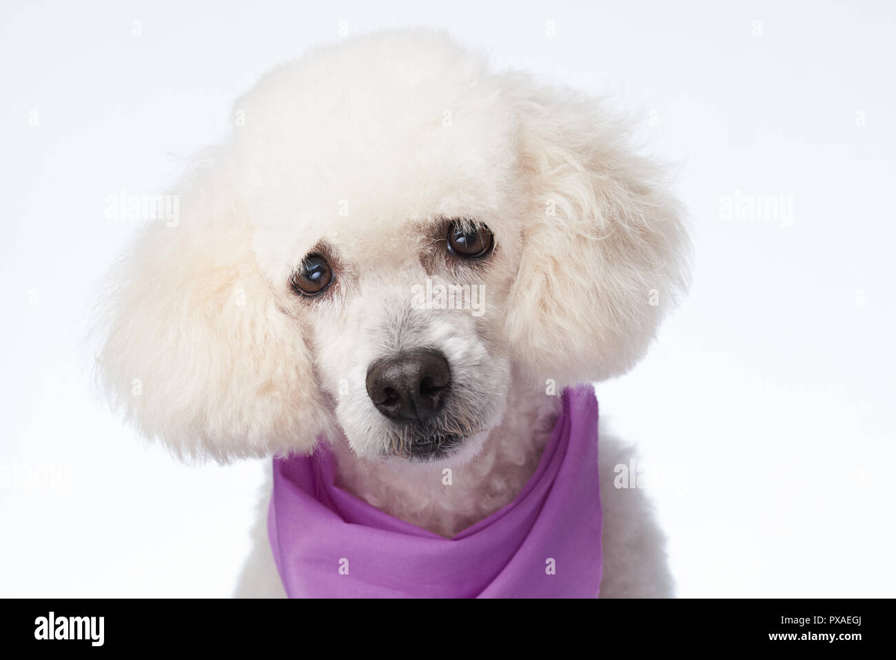 Die gepflegten sauberen weißen Pudel Hund portrait isoliert Stockfoto