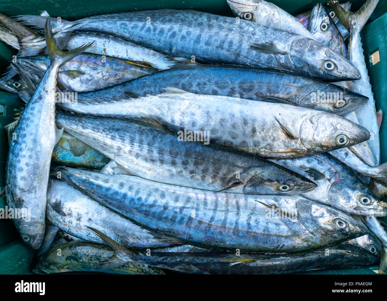 Frische Spanische Makrele Fisch gefangen in der Fischmarkt. Diese Fischarten leben im Wasser des Mittel- und Süd-östlich von Vietnam Stockfoto