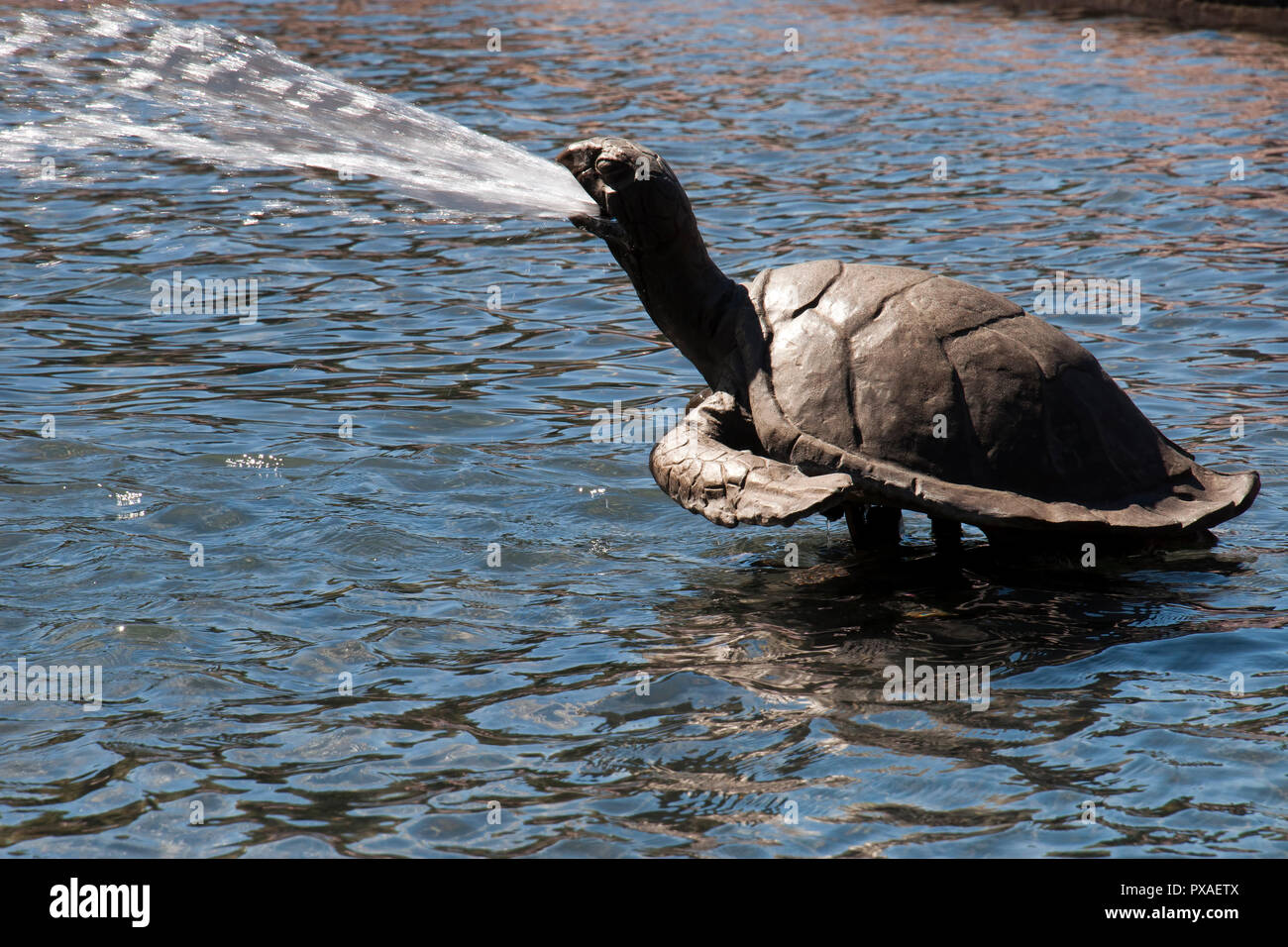 Sydney Australien, Bronze Skulptur von Schildkröte im Archibald Fountain pool Stockfoto