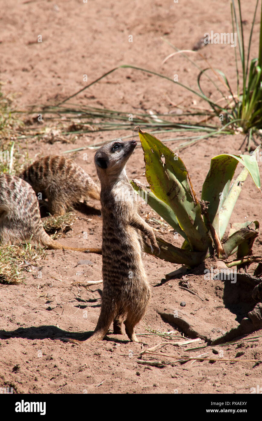 Sydney Australien, Erdmännchen auf Wache für die Gruppe Stockfoto