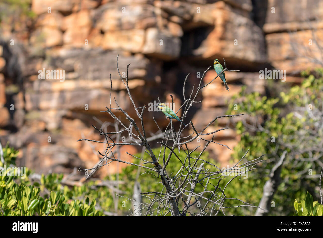 Zwei Regenbogen Bienenfresser in einem toten Baum entlang King George River, Western Australia Stockfoto