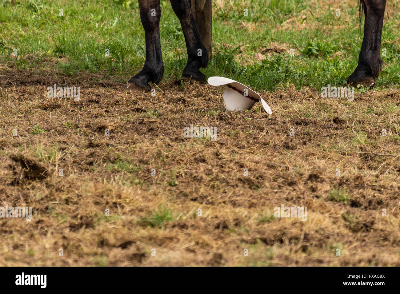 Western American weißen Cowboyhut, fiel im Zeichen der Hingabe und Niederlage. Italienische Pferde und Rodeo zeigen, Rolle spielen auf sonnigen Sommertag. Stockfoto