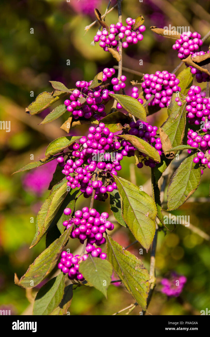 Purple beauty-Berry (Callicarpa bodinieri) in voller Früchte im Herbst im Roath Park Lake flower garden, Lakeside, Cardiff, South Wales, Großbritannien Stockfoto