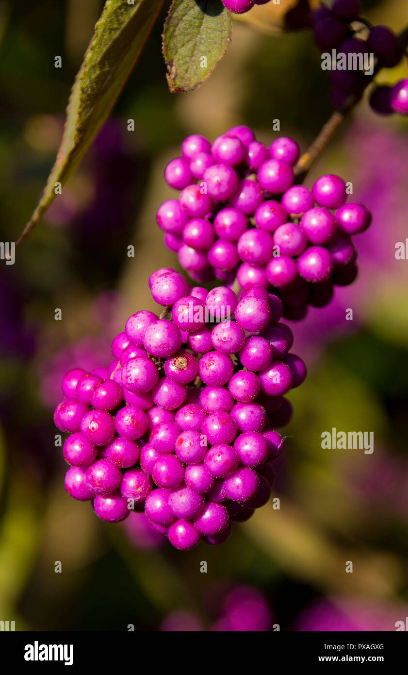 Purple beauty-Berry (Callicarpa bodinieri) in voller Früchte im Herbst im Roath Park Lake flower garden, Lakeside, Cardiff, South Wales, Großbritannien Stockfoto