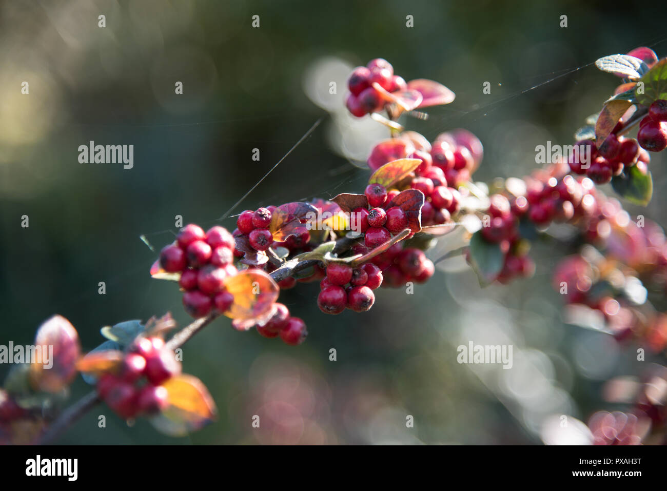 Gelbes fruchtfoto Fotos und Bildmaterial in hoher Auflösung Alamy