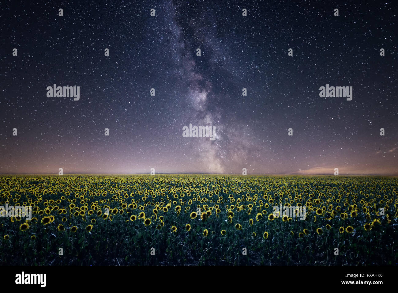 Die Milchstraße über dem sonnenblumenfeld Stockfoto