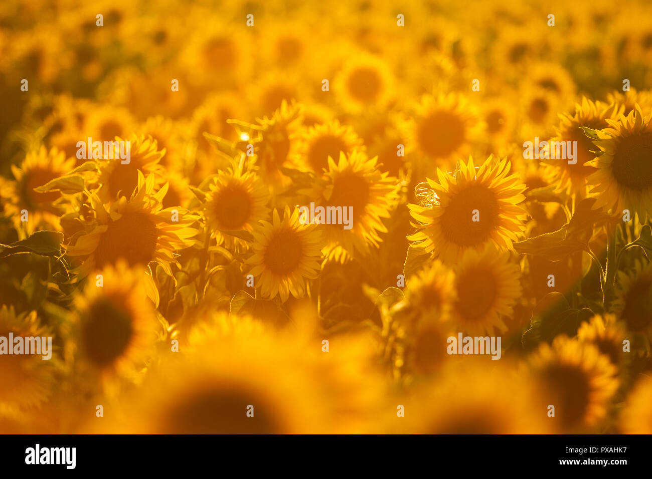 Einzelne Sonnenblumen bei Sonnenuntergang auf Blume Bereich Stockfoto