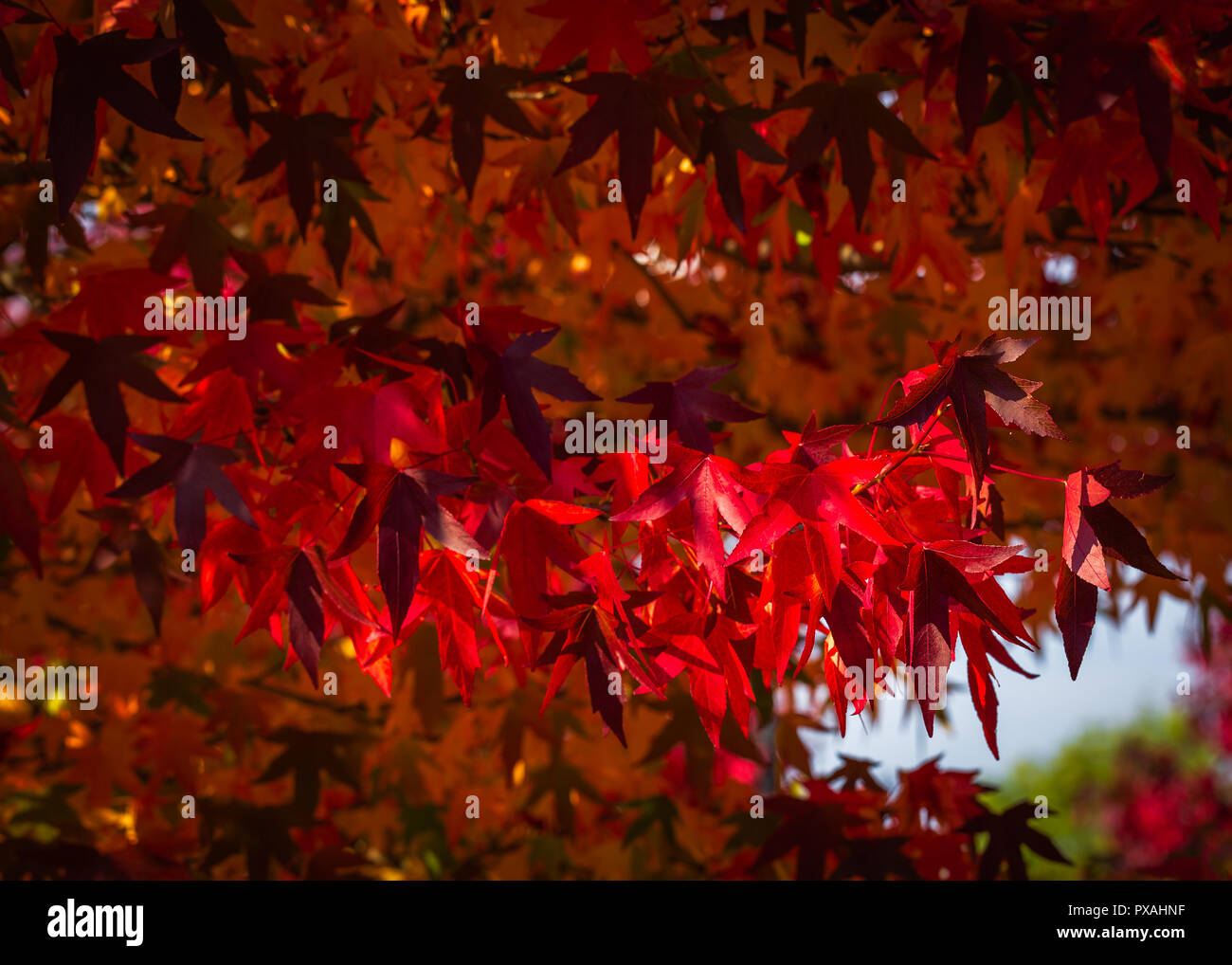 Crewe Friedhof im Herbst Farbe Stockfoto