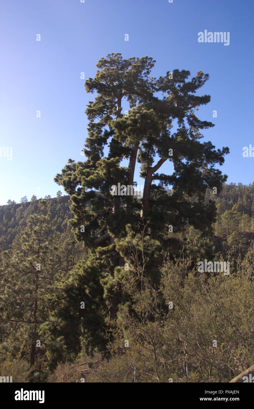 Blick von oben auf eine riesige Pine Tree 'Pino Gordo" in der Nähe von Corona Forestal Naturpark Stockfoto
