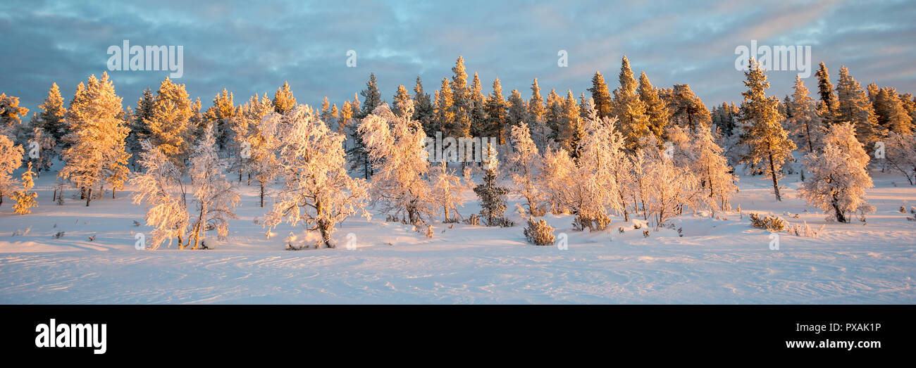 Snowy Panoramablick auf die Landschaft, gefrorene Bäume im Winter in Saariselka, Lappland, Finnland Stockfoto
