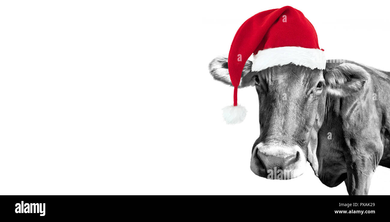 Schwarze und weiße Spaß Kuh auf weißem Hintergrund mit einer Weihnachtsmütze, Weihnachten Grußkarte Stockfoto