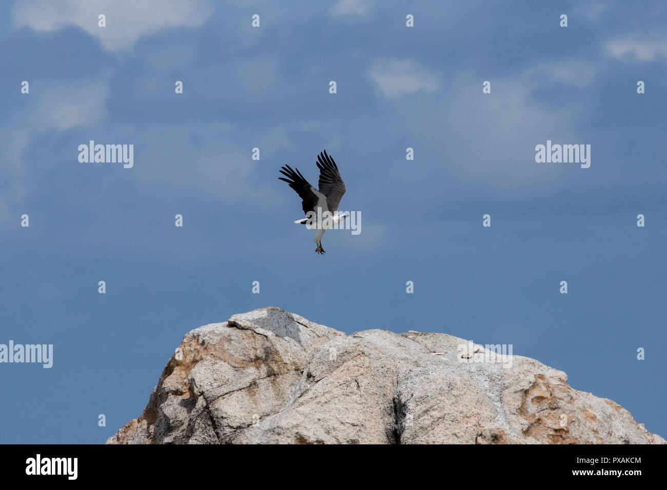 White-bellied Seeadler (Haliaeetus leucogaster) Landung auf einem Felsen im Andaman Sea, Thailand Stockfoto