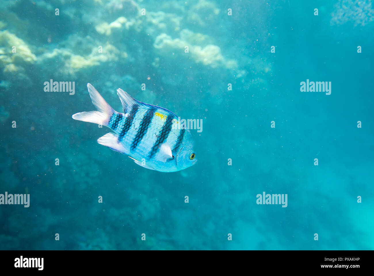 Korallenriff im Roten Meer Stockfoto