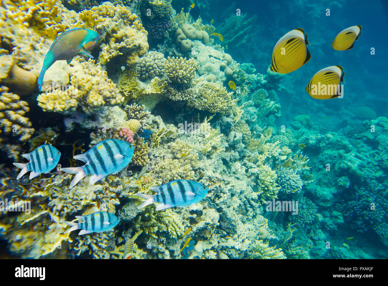 Korallenriff im Roten Meer Stockfoto