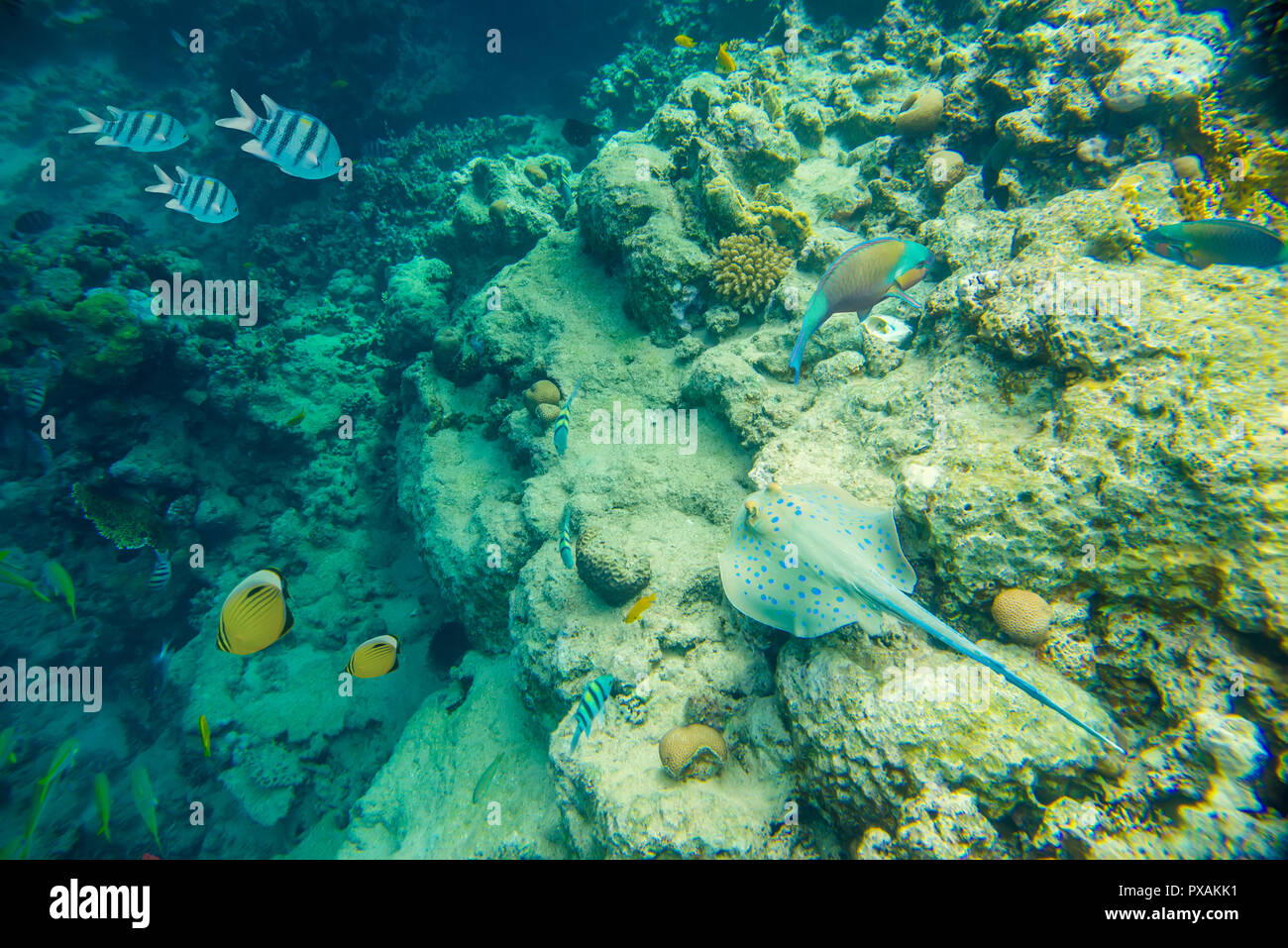 Korallenriff im Roten Meer Stockfoto