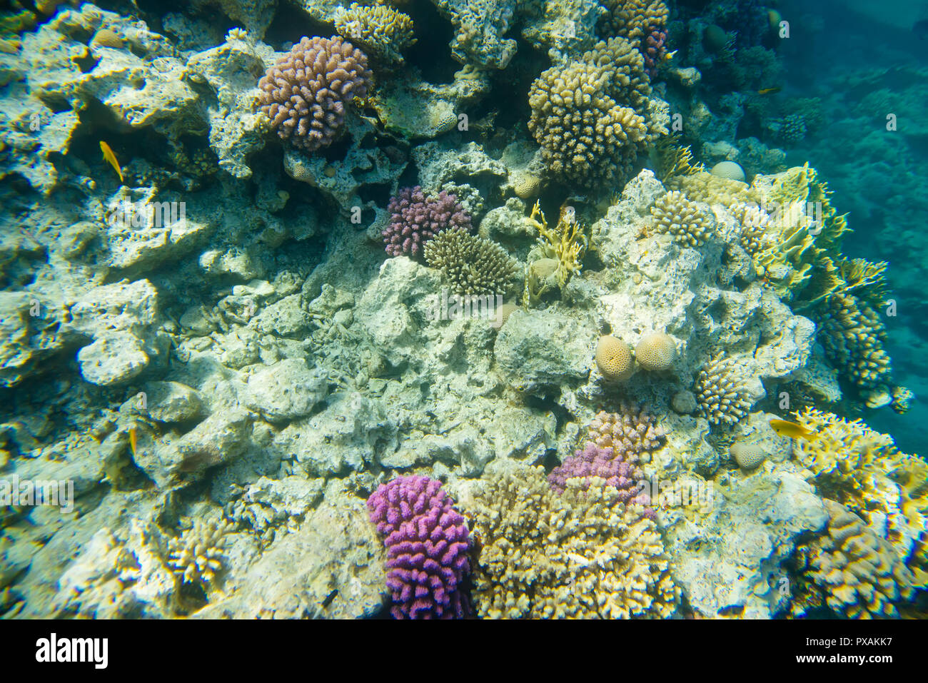 Korallenriff im Roten Meer Stockfoto