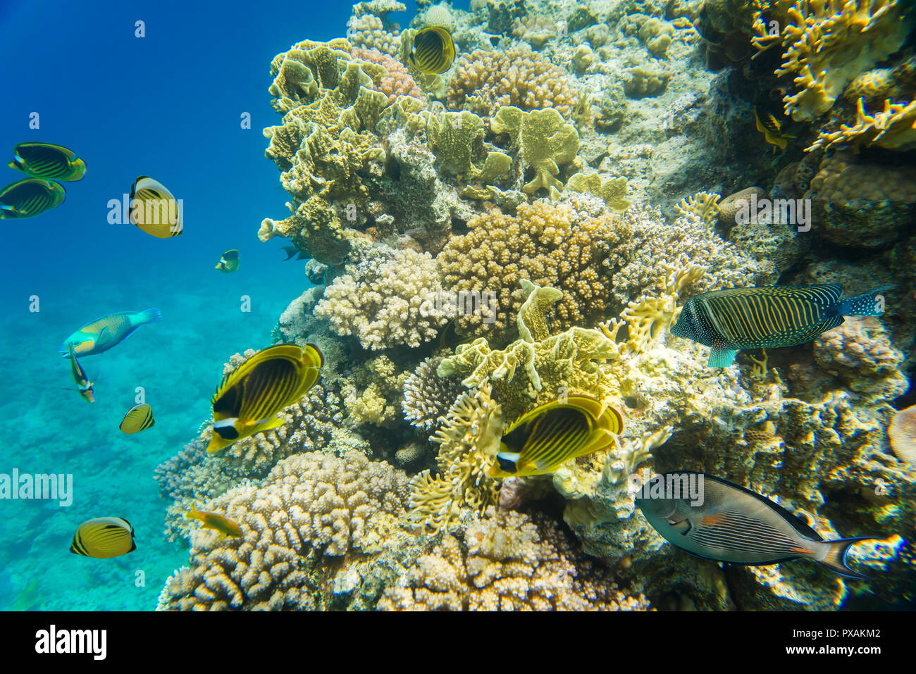 Korallenriff im Roten Meer Stockfoto