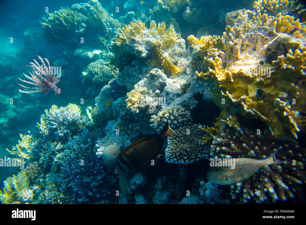 Korallenriff im Roten Meer Stockfoto