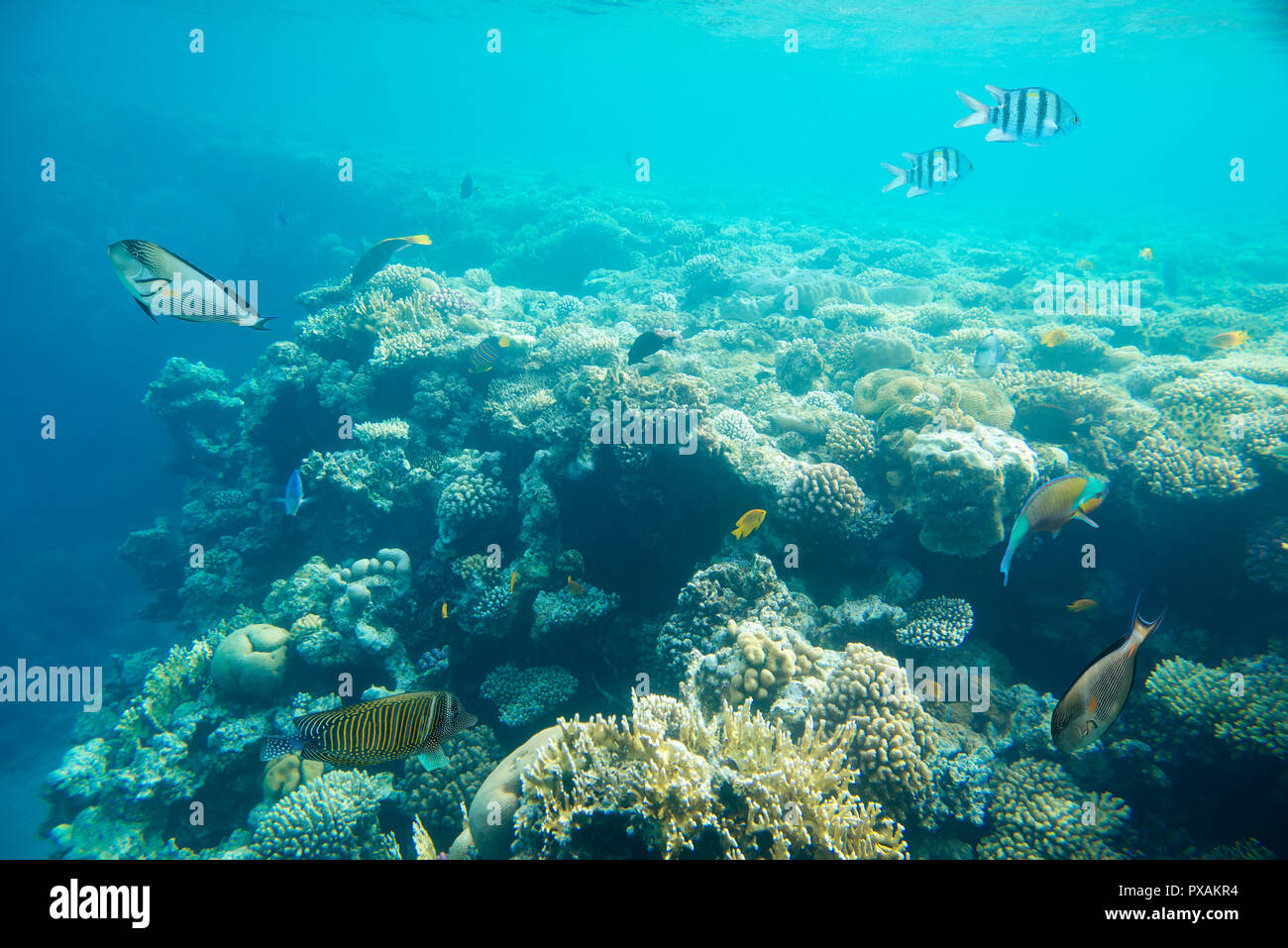 Korallenriff im Roten Meer Stockfoto