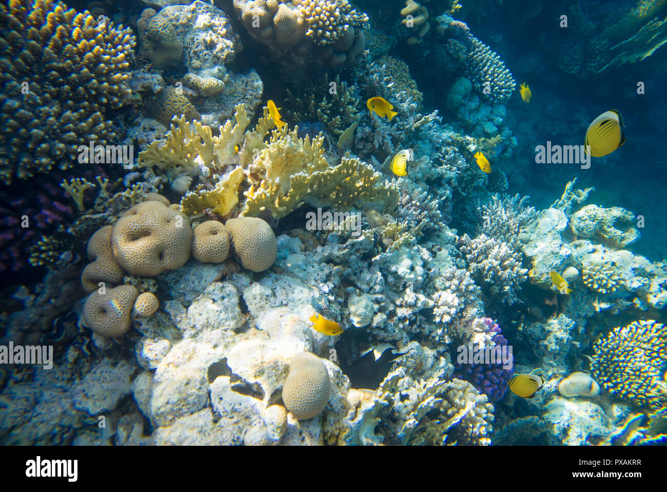 Korallenriff im Roten Meer Stockfoto