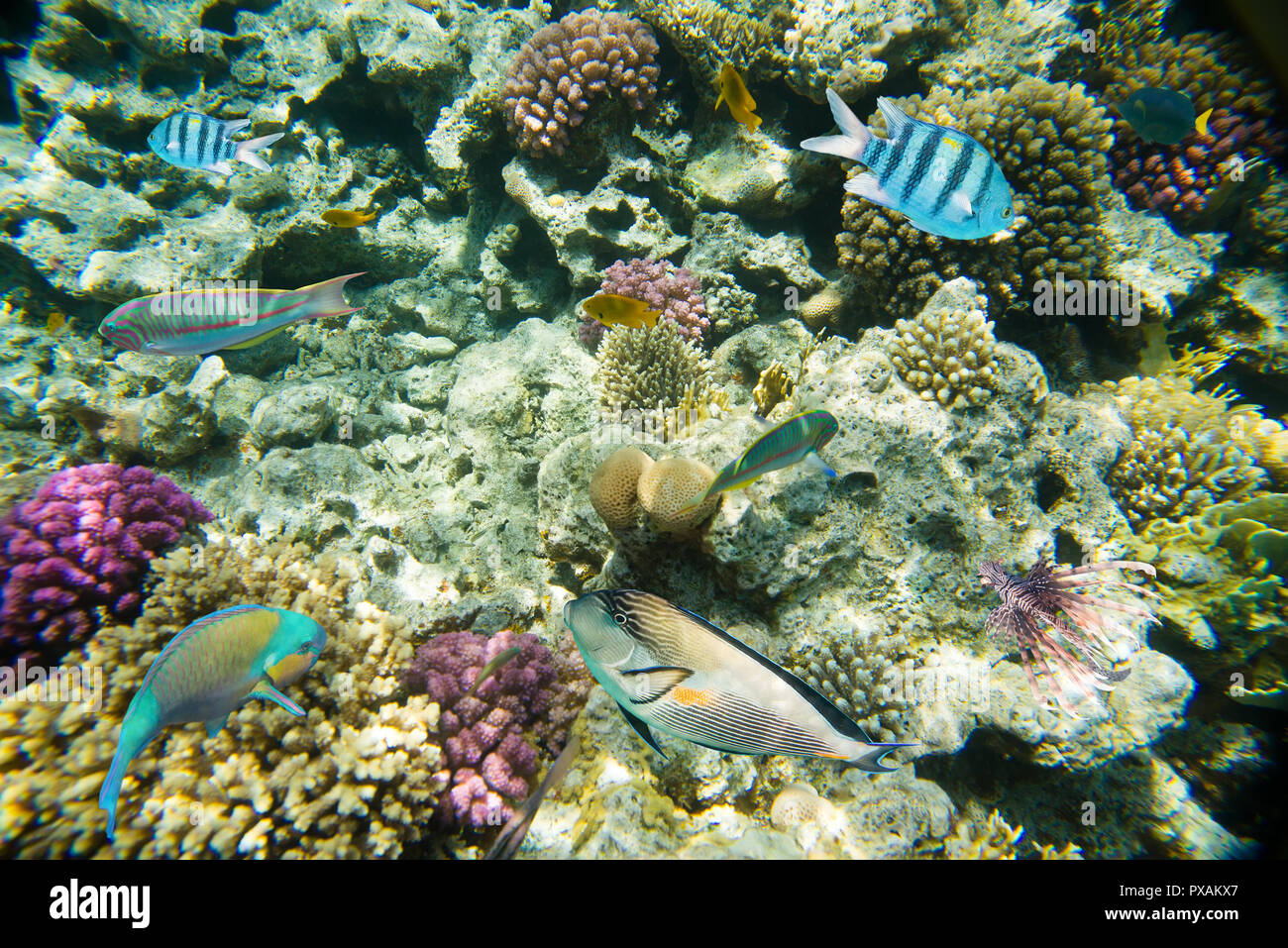 Korallenriff im Roten Meer Stockfoto