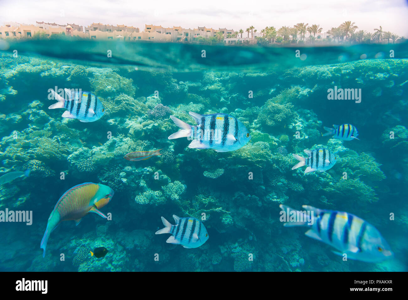 Korallenriff im Roten Meer Stockfoto