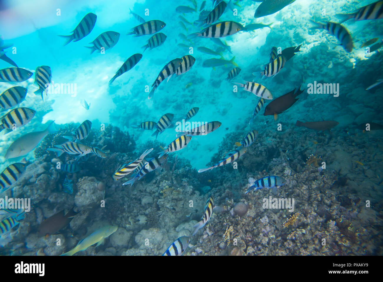 Korallenriff im Roten Meer Stockfoto