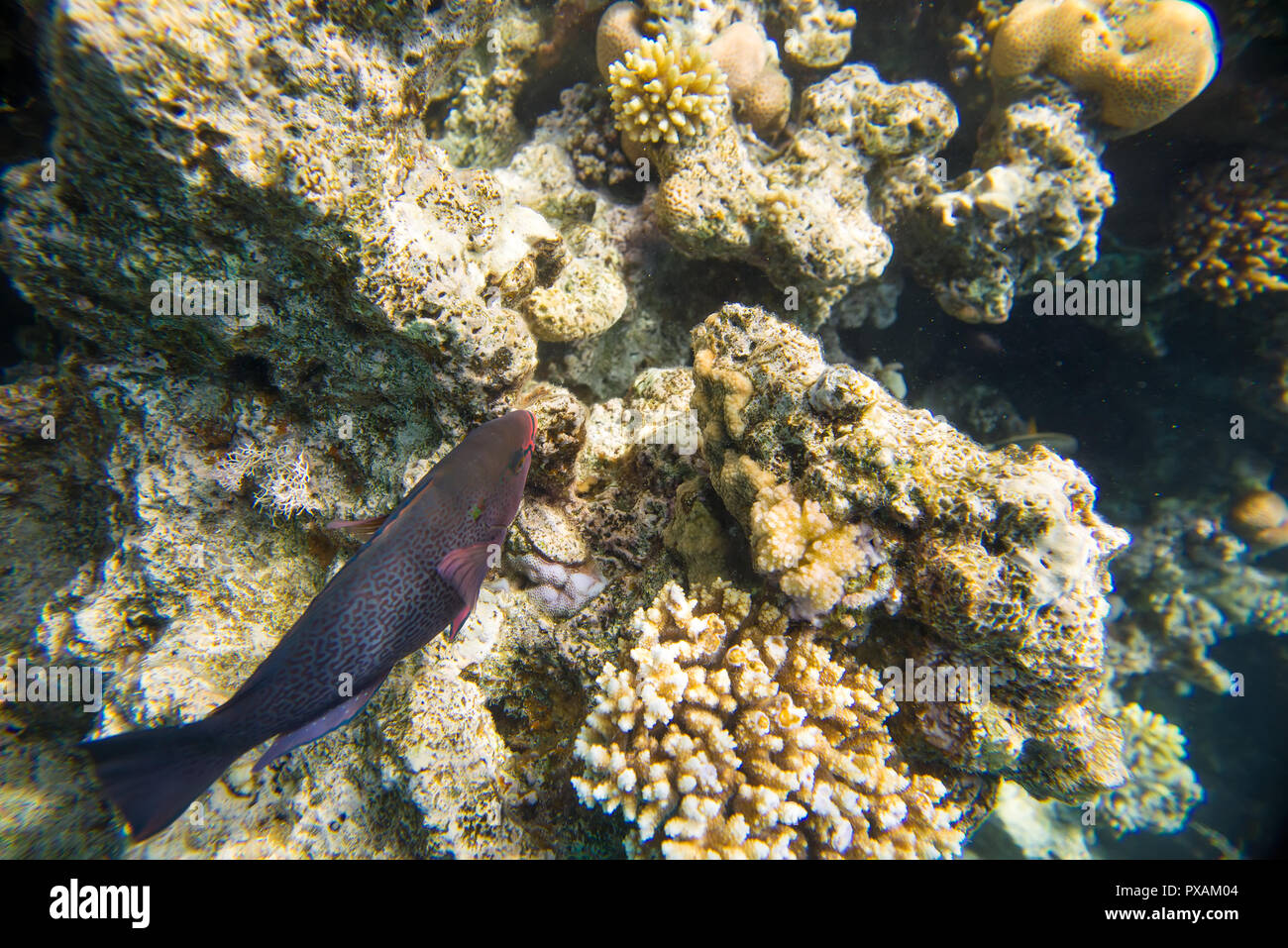 Korallenriff im Roten Meer Stockfoto