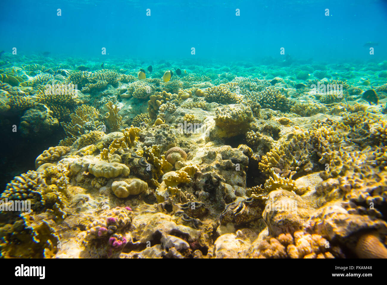 Coral Reef auf das Meer Stockfoto