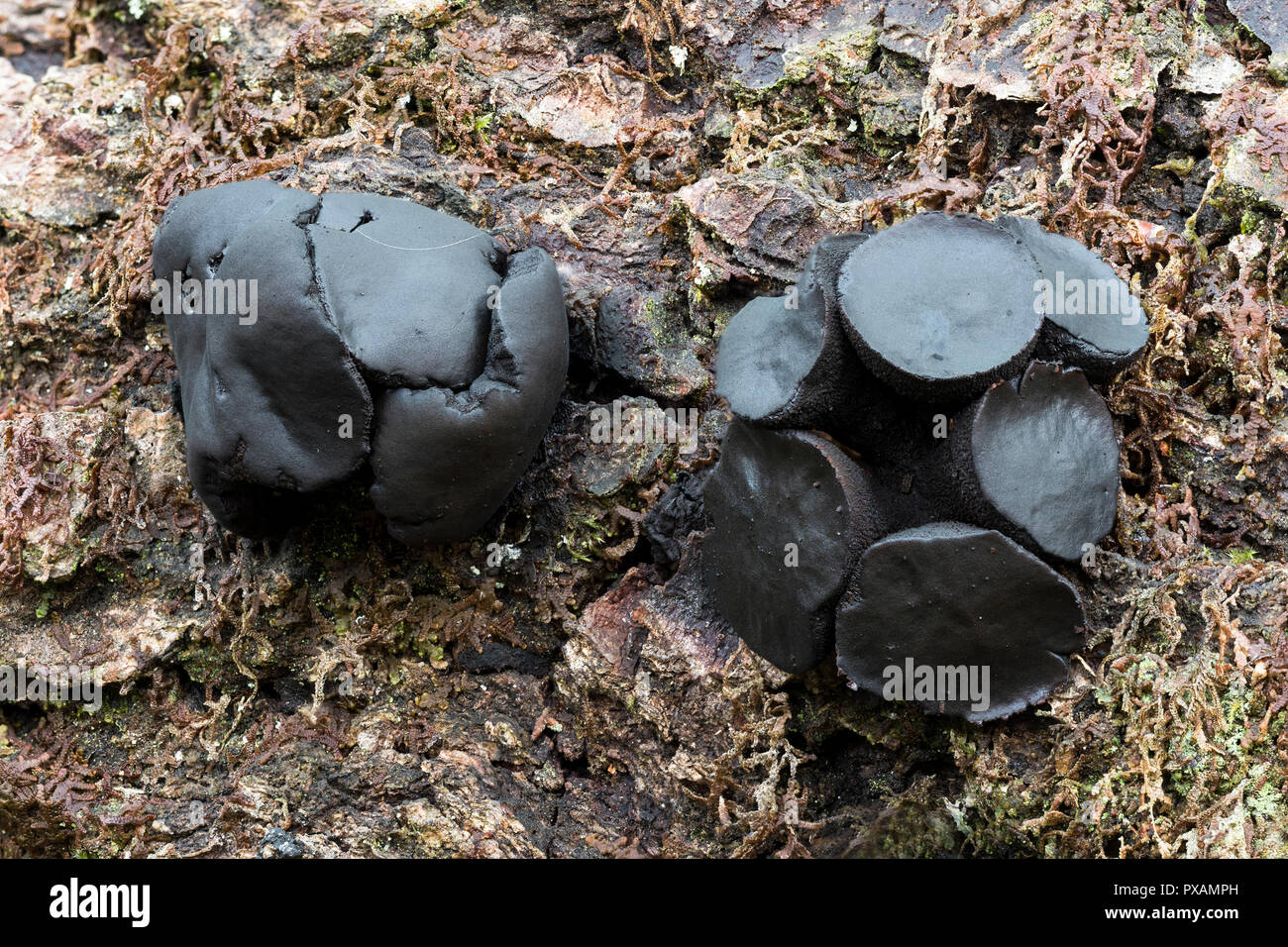 Schwarz Bulgar Pilz (Bulgarien) die wachsende inquinans auf Eiche Zweig. Glengarra Woods, Tipperary, Irland Stockfoto