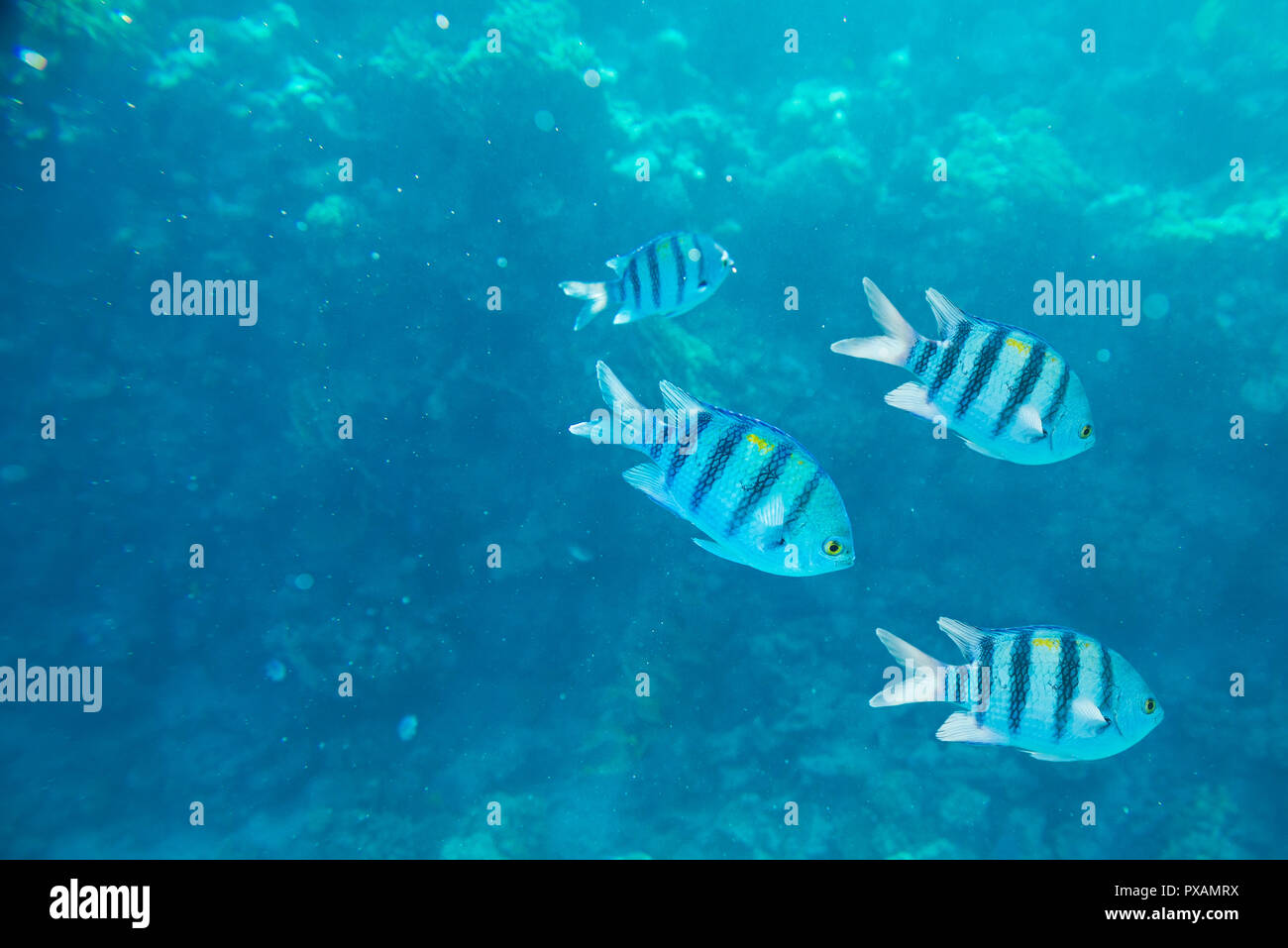 Schöne und vielseitige Korallenriff Fische im Roten Meer Stockfoto