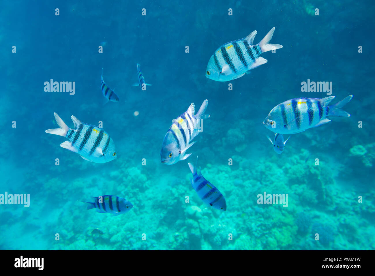 Schöne und vielseitige Korallenriff Fische im Roten Meer Stockfoto