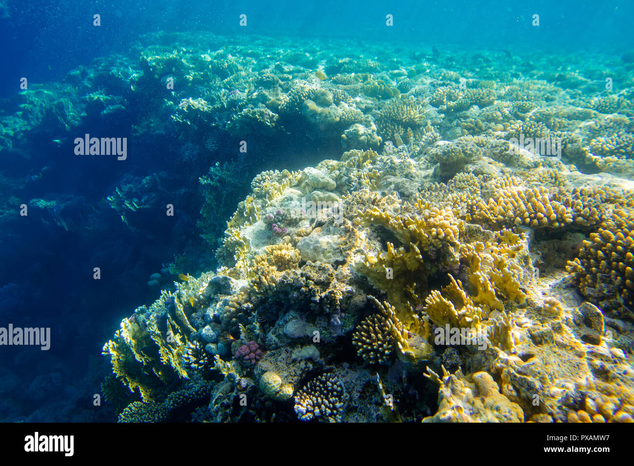 Schöne und vielseitige Korallenriff Fische im Roten Meer Stockfoto