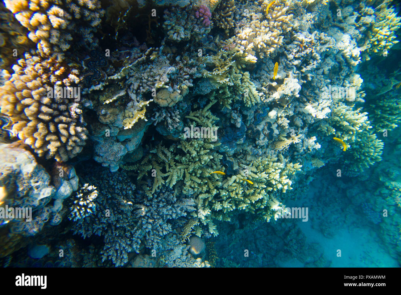 Schöne und vielseitige Korallenriff Fische im Roten Meer Stockfoto